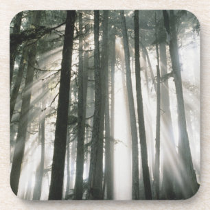 Posavasos Rayos de sol que atraviesan los árboles, Monte Rai