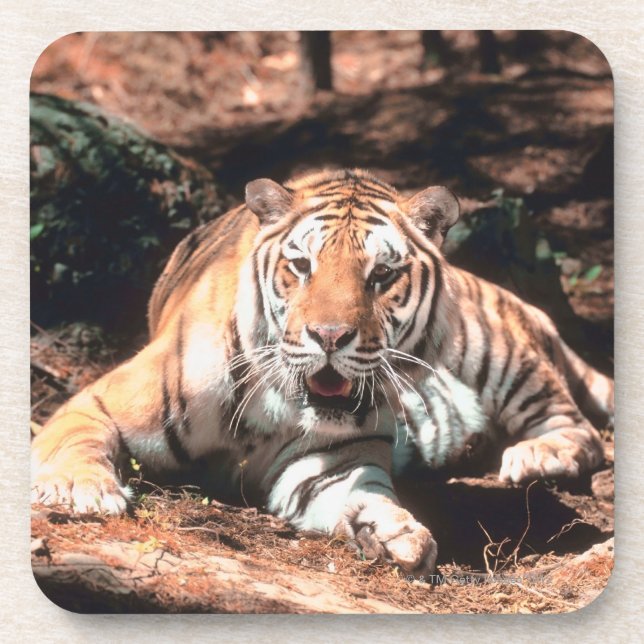 Posavasos Reclinación del tigre (Frente)