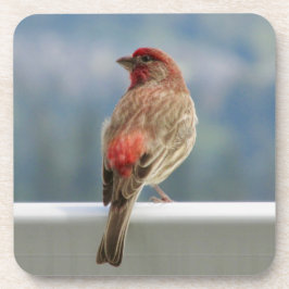Posavasos Red Finch Check out the View.