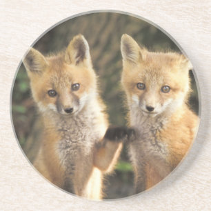 Posavasos Red Fox de cachorro frente a den Vulpes vulpes)