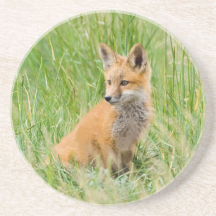 Posavasos Red Fox Kit en césped cerca de den