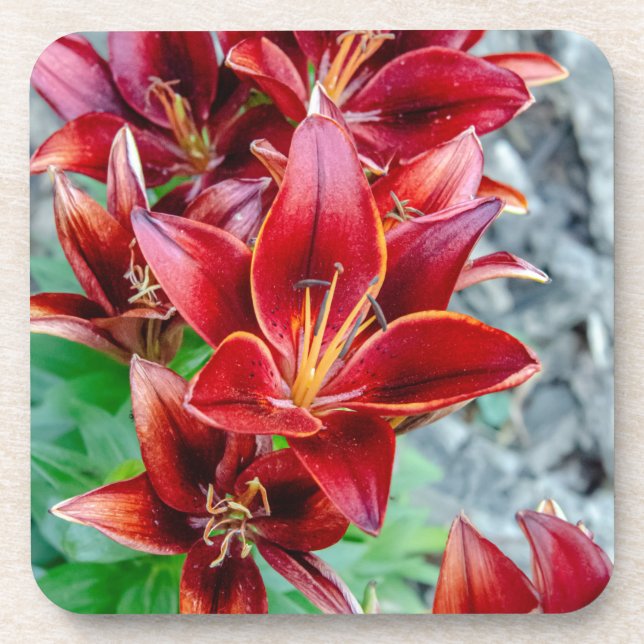 Posavasos Red Stargazer Lily (Frente)