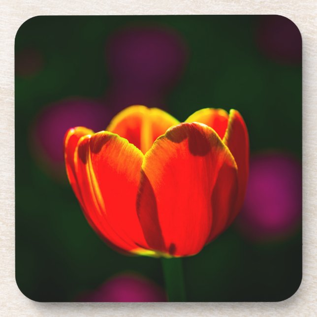 Posavasos Red tulip flower (Frente)