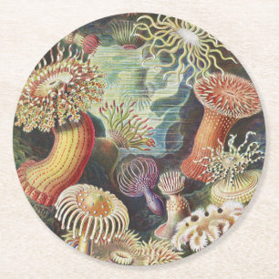 Posavasos Redondo De Papel Anemones marinos, Actiniae Seanemonen Ernst Haecke