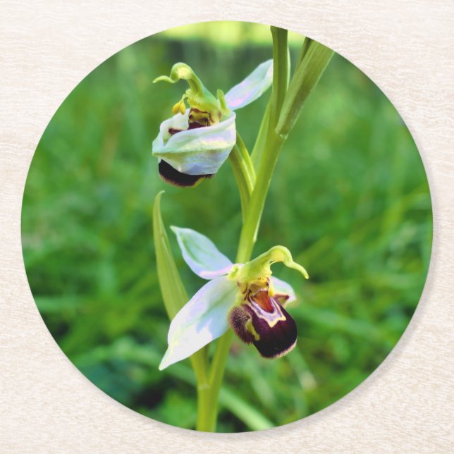 Posavasos Redondo De Papel Bee Orchid (Anverso)