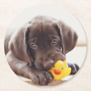 Posavasos Redondo De Papel Cachorro de chocolate con pato de juguete