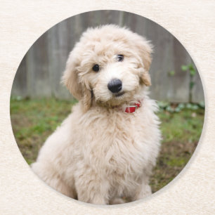 Posavasos Redondo De Papel Cachorro de goldendodo se sienta en la hierba