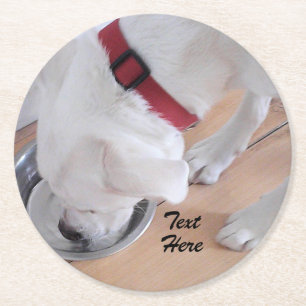 Posavasos Redondo De Papel Cachorro Labrador Blanco Mezcla Lindo Bebiendo Agu