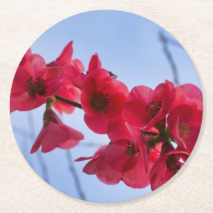 Posavasos Redondo De Papel Chaenomeles speciosa