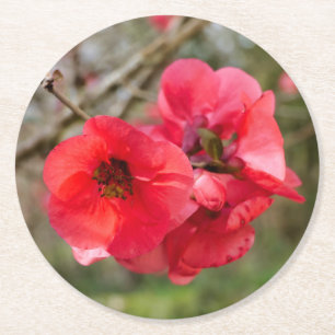 Posavasos Redondo De Papel Chaenomeles speciosa