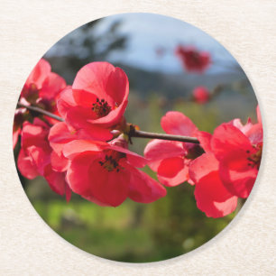 Posavasos Redondo De Papel Chaenomeles speciosa