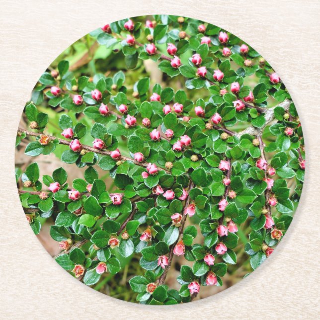 Posavasos Redondo De Papel Cotoneaster horizontalis (Anverso)