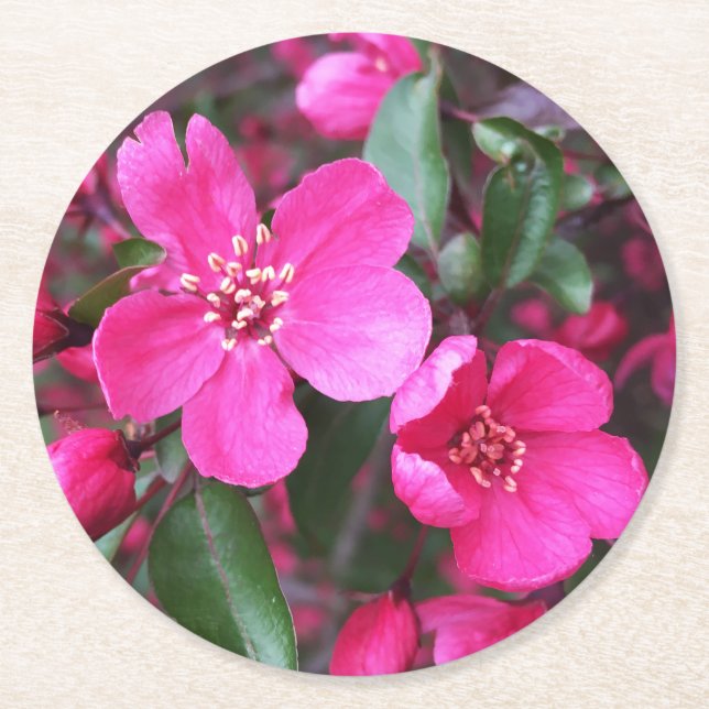 Posavasos Redondo De Papel Crabapple de floración rosa (Anverso)