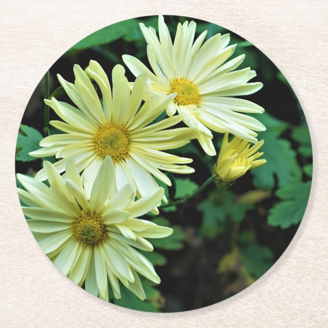 Posavasos Redondo De Papel Daisy Delight Coasters (Anverso)
