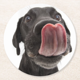Posavasos Redondo De Papel El labrador negro toca la nariz