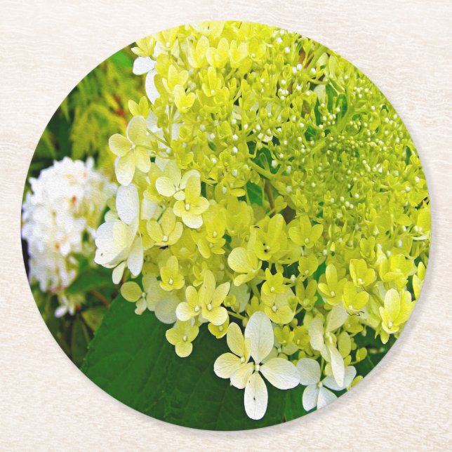 Posavasos Redondo De Papel Elegante Chartreuse Green Limelight Hydrangea (Anverso)