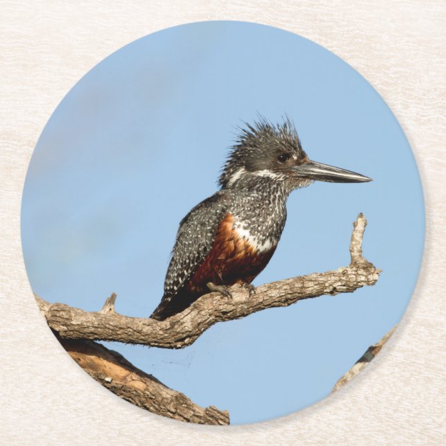 Posavasos Redondo De Papel Giant Kingfisher (Anverso)