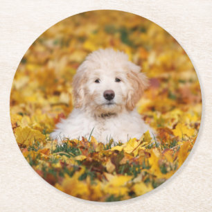 Posavasos Redondo De Papel Goldendoodle Cachorro En Hojas Caídas