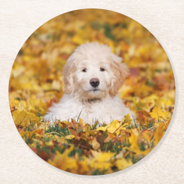 Posavasos Redondo De Papel Goldendoodle Cachorro En Hojas Caídas (Anverso)