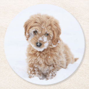 Posavasos Redondo De Papel Goldendoodle Puppy Con Nieve En La Cara
