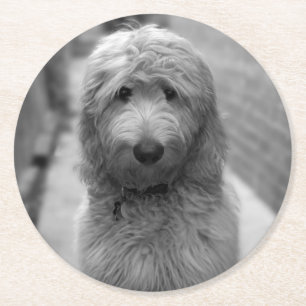 Posavasos Redondo De Papel Goldendoodle Puppy En El Patio Trasero