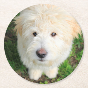 Posavasos Redondo De Papel Goldendoodle Puppy Mirando Cámara