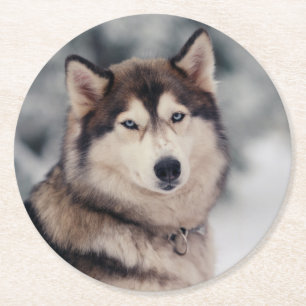 Posavasos Redondo De Papel Hermoso Husky al aire libre