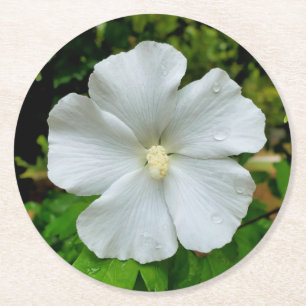 Posavasos Redondo De Papel Hibiscus