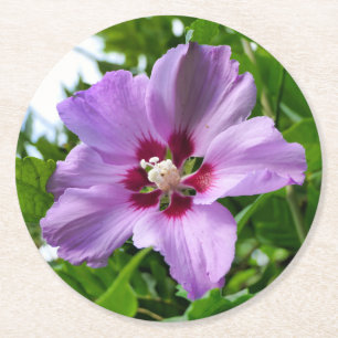 Posavasos Redondo De Papel Hibiscus
