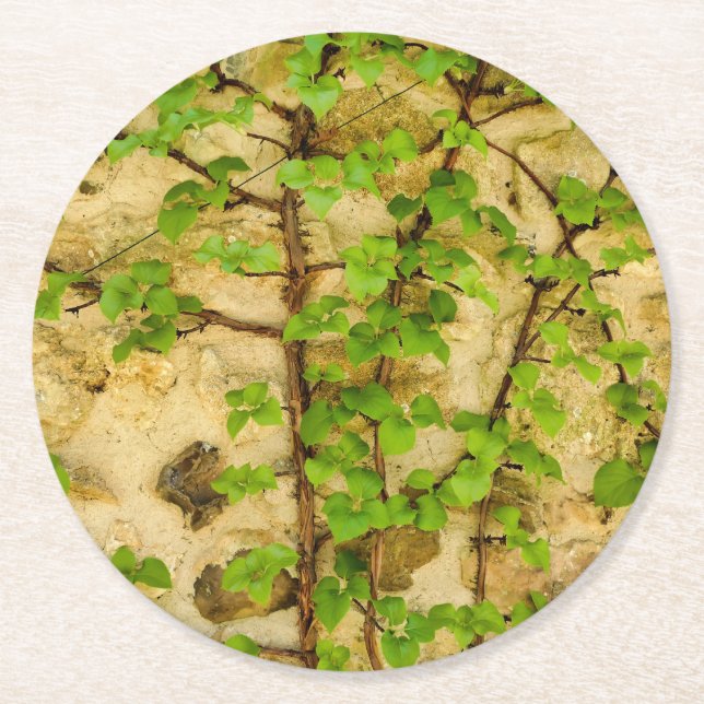 Posavasos Redondo De Papel Hydrangea petiolaris (Anverso)