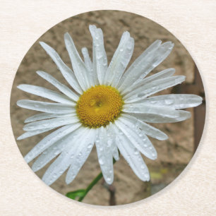 Posavasos Redondo De Papel Leucanthemum Bloom