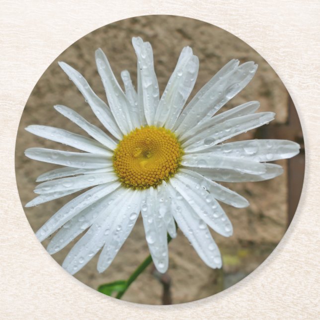 Posavasos Redondo De Papel Leucanthemum Bloom (Anverso)