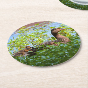 Posavasos Redondo De Papel Mallard y Ducklings-Natación por Shirley Taylor