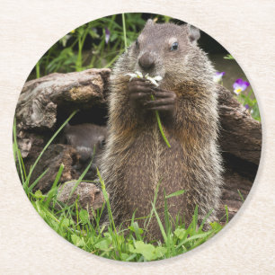 Posavasos Redondo De Papel Marmota comiendo una flor