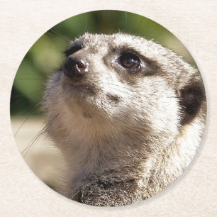 POSAVASOS REDONDO DE PAPEL MEERKAT