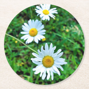 Posavasos Redondo De Papel Ox-Eye Daisies