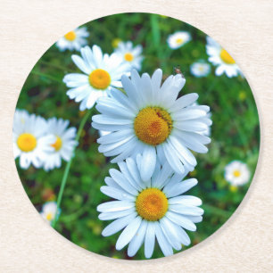 Posavasos Redondo De Papel Ox-Eye Daisies