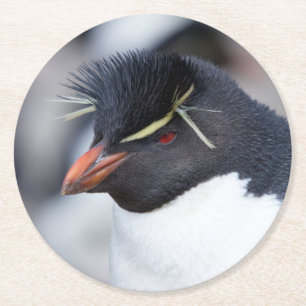 Posavasos Redondo De Papel Pingüino de Rockhopper del Sur