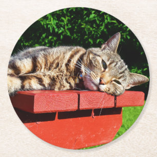 Posavasos Redondo De Papel Prácticos de costa del gato de Tabby