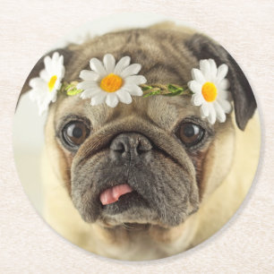 Posavasos Redondo De Papel Pug con la corona de margarita