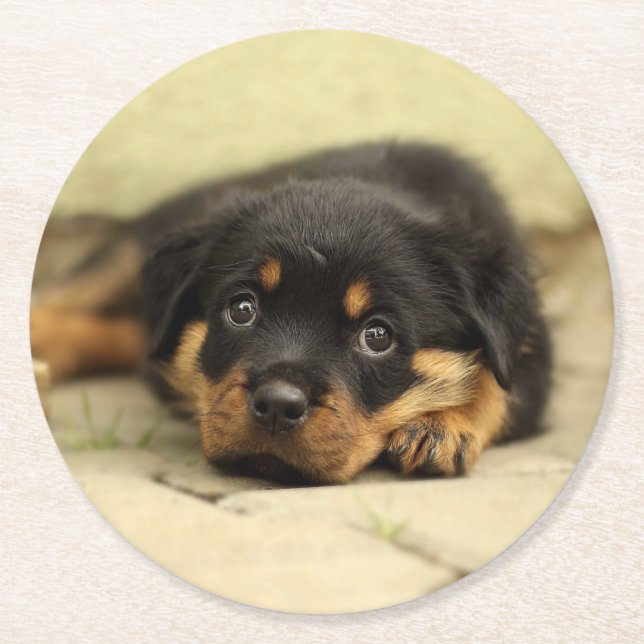 Posavasos Redondo De Papel Rottweiler20150901 (Anverso)