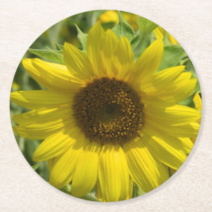 Posavasos Redondo De Papel Sunflower