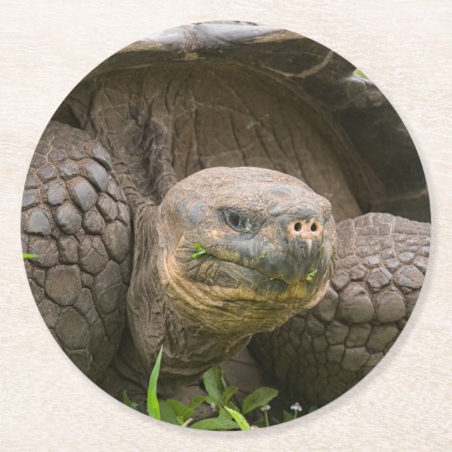 Posavasos Redondo De Papel Tortuga gigante (Anverso)