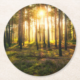 Posavasos Redondo De Papel Vigas de sol brillan en el bosque de pinos