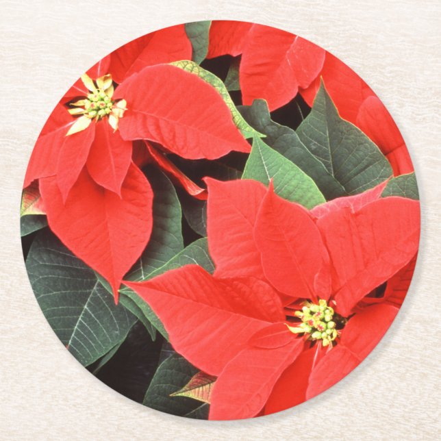 Posavasos Redondo De Papel Vivid Red Navidades Poinsettias (Anverso)