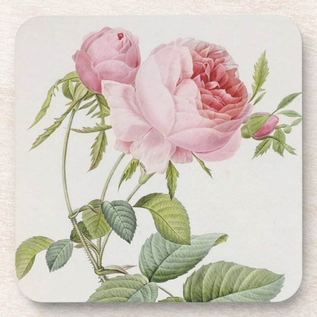Posavasos Redoute Vintage Rosa francés Accent Coasters (Frente)