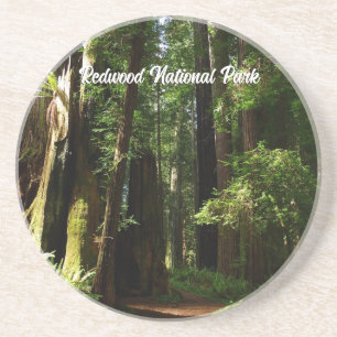 Posavasos Redwoods y helechos en el Parque Nacional Redwood
