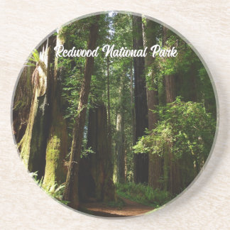 Posavasos Redwoods y helechos en el Parque Nacional Redwood