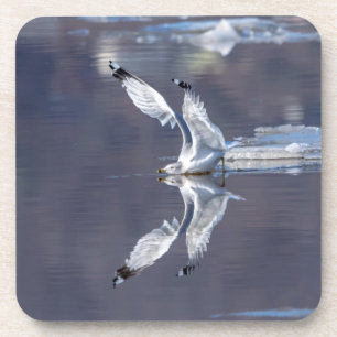 Posavasos Reflexiones sobre Gull