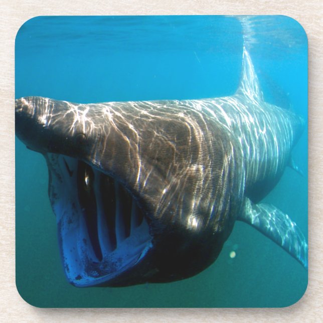 Posavasos Regalos de destino oceánico tropical de los peces  (Frente)